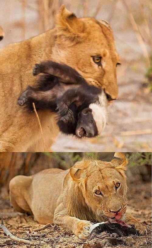 带你吃瓜猜动物叫声视频,揭秘动物们的独特叫声之谜