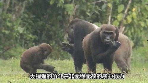 吃瓜变猩猩的视频大全,揭秘神奇视频背后的奇幻世界