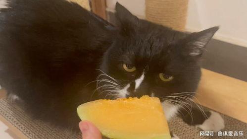 猫吃哈密瓜动画视频,哈密瓜动画视频萌态十足