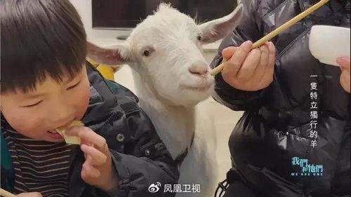 羊羊吃瓜视频完整版,揭秘视频背后的趣味与温情