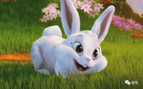 兔子会吃葫芦瓜吗视频,葫芦瓜在兔子菜单中的地位