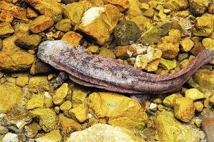 刘大瓜吃娃娃鱼视频大全,视频大全揭秘神秘美食之旅