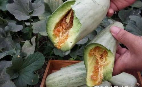 吃田瓜要削皮吗图片视频,皮薄肉厚，削皮与否大揭秘