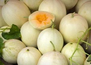 四川人吃白兰瓜视频大全,白兰瓜的独特风味之旅