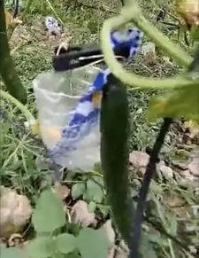 鄢陵吃瓜新闻视频曝光,一场引发热议的乡村奇观