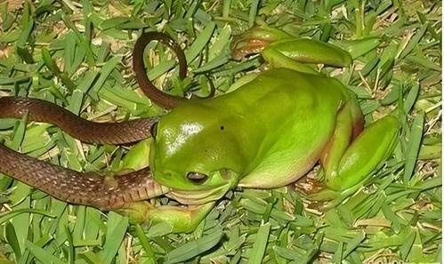 蛇豆瓜怎样吃最好呢视频,视频教你如何烹饪最佳口感