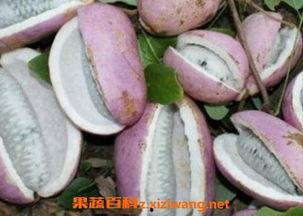 老人吃八月瓜视频播放,跟随长者共赏田园美味