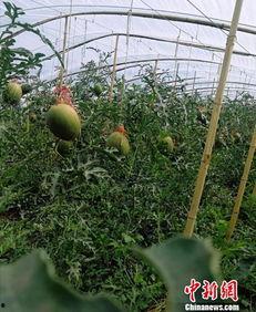 内蒙古赤峰吃瓜事件视频,内蒙古赤峰“吃瓜事件”视频引发热议