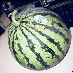 网红头像吃瓜视频,揭秘网络红人的神秘面纱