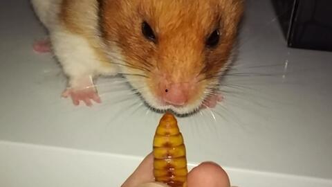 仓鼠吃老瓜虫吗会死吗视频,生死攸关的真相