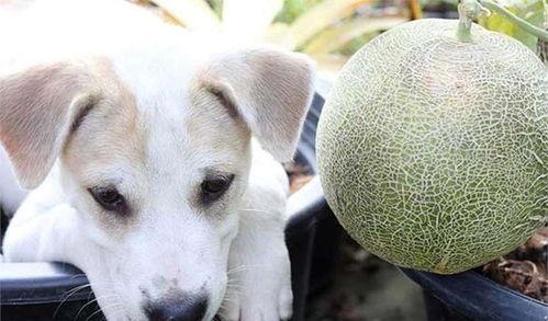蜜瓜能给狗狗吃吗视频,蜜瓜的适宜性与食用指南