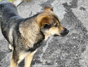 土狗吃瓜吃糖视频在线观看,趣味横生的萌宠日常