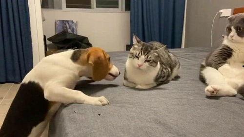 隔壁八楼吃瓜群众视频,八楼吃瓜群众视角下的社区生活百态