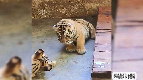 主播吃瓜小老虎视频,一场直播界的“瓜田”盛宴