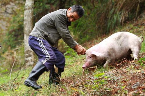老猪吃瓜配音视频