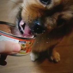 小狗吃网纹瓜会死吗视频,小狗误食后的惊人后果