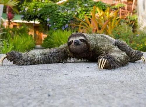 一堆动物吃瓜吵架视频在线观看