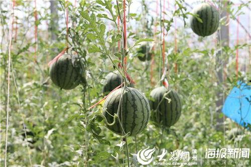 晋城本地吃瓜事件视频,揭秘本地网络热传视频背后的真相